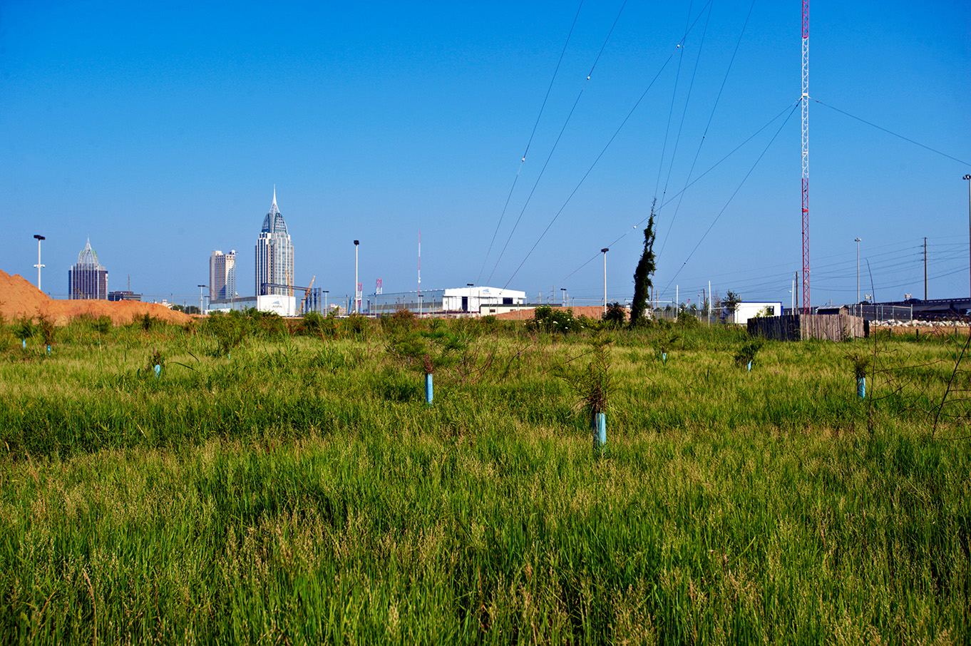 Maritime Phytoremediation