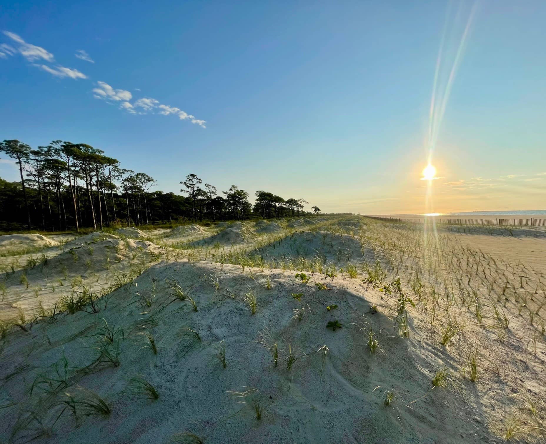 Sea oats planted by volunteers on the shore